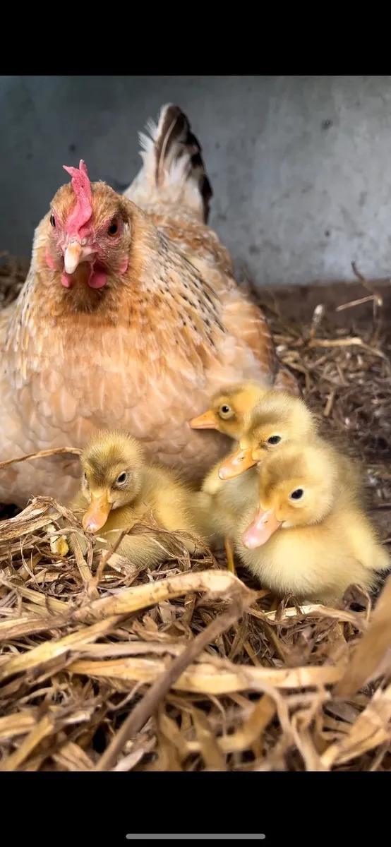 Pekin Hen, Chicks, Rooster, Indian Runner Eggs - Image 3