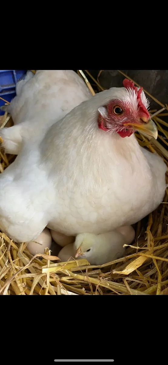 Pekin Hen, Chicks, Rooster, Indian Runner Eggs - Image 1