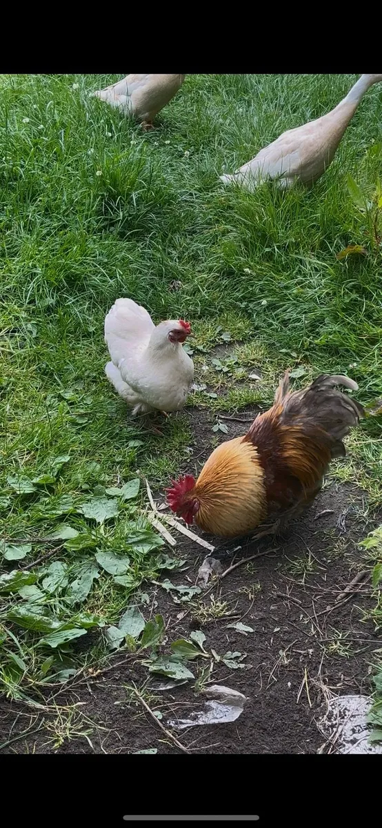 Pekin Hen, Chicks, Rooster, Indian Runner Eggs - Image 4