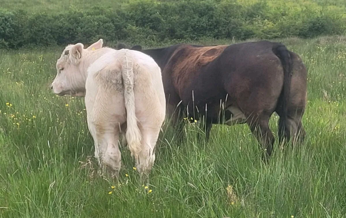 Bull for sale - Image 4