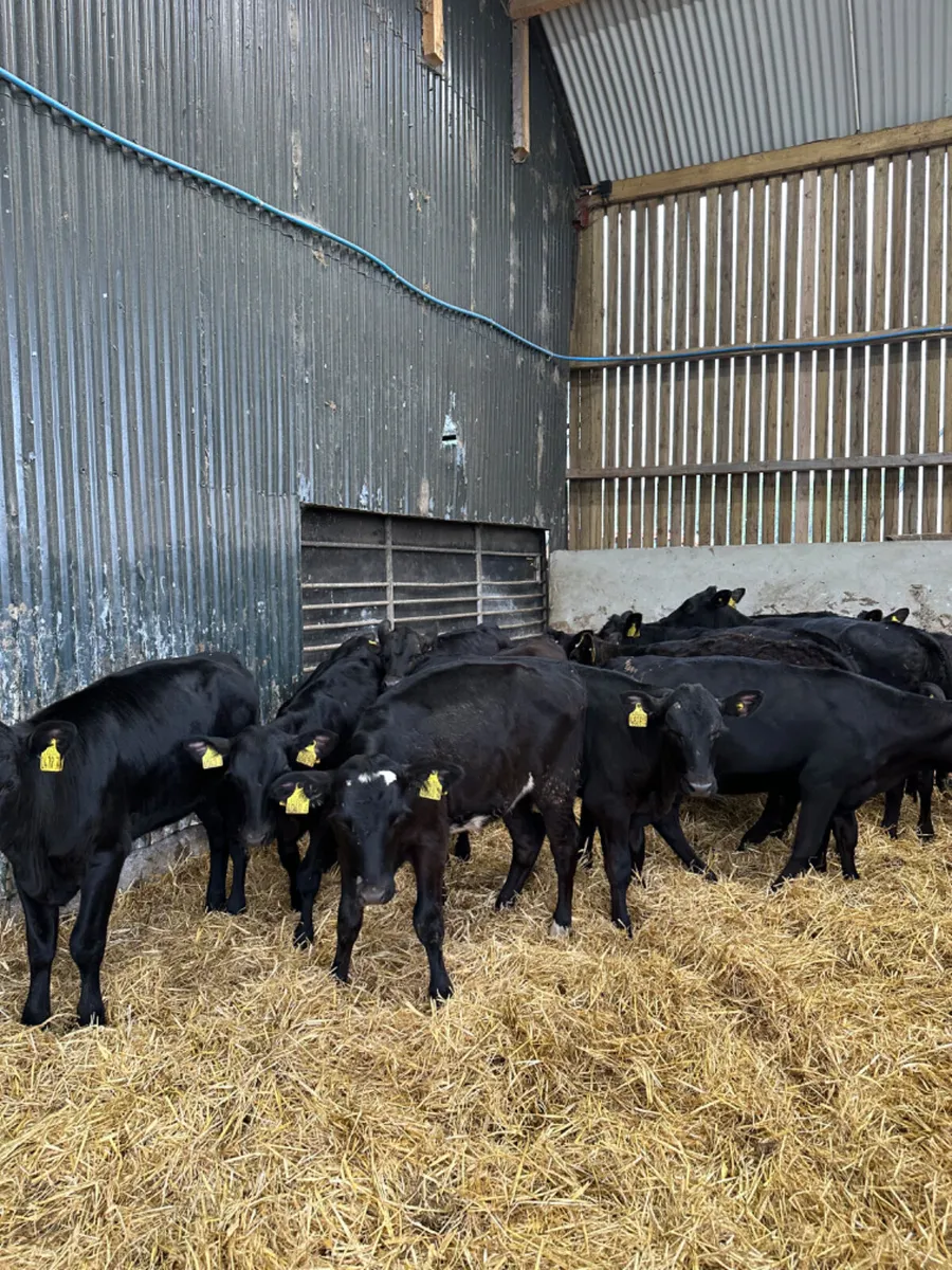 Angus heifers - Image 2