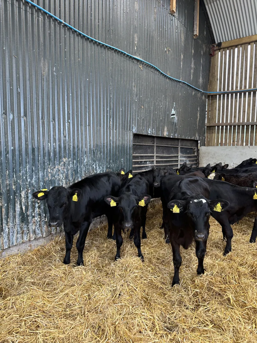 Angus heifers - Image 1