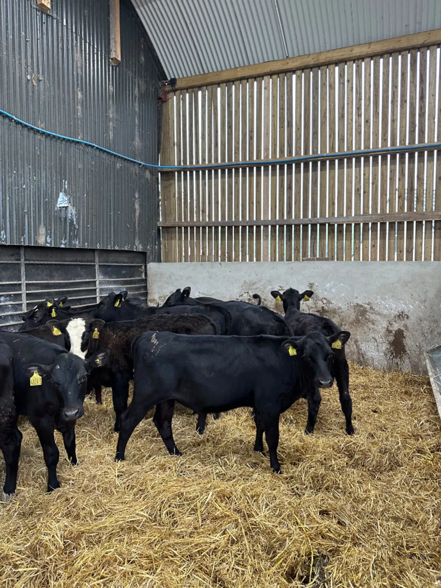 Angus heifers - Image 4