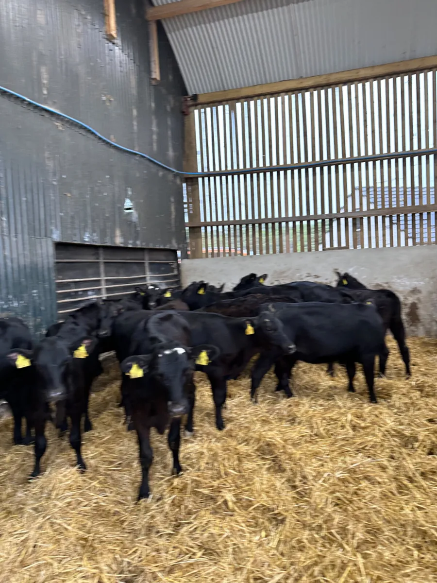 Angus heifers - Image 3