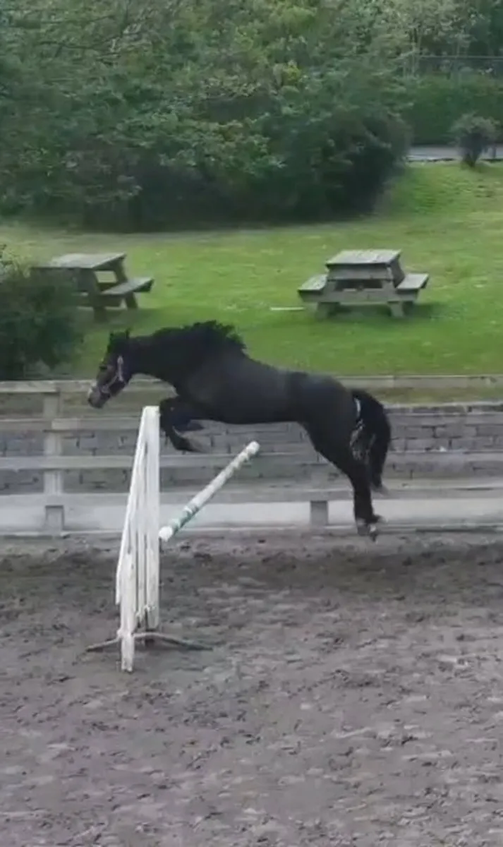 Pony - Image 1