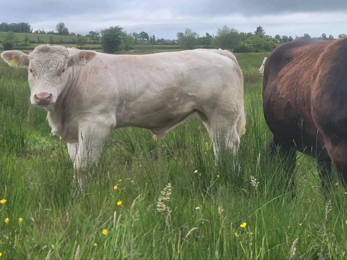 Bull for sale - Image 3