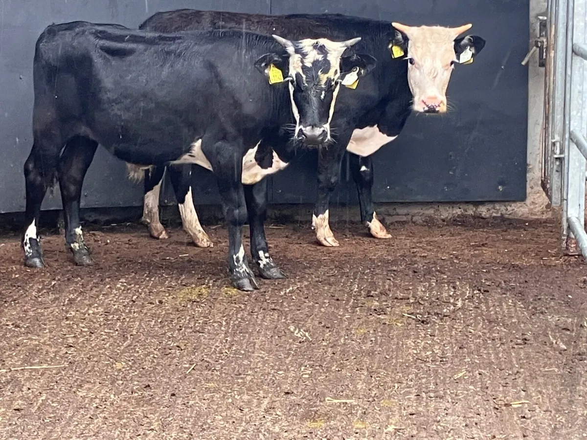 3 hereford bullocks for sale - Image 2