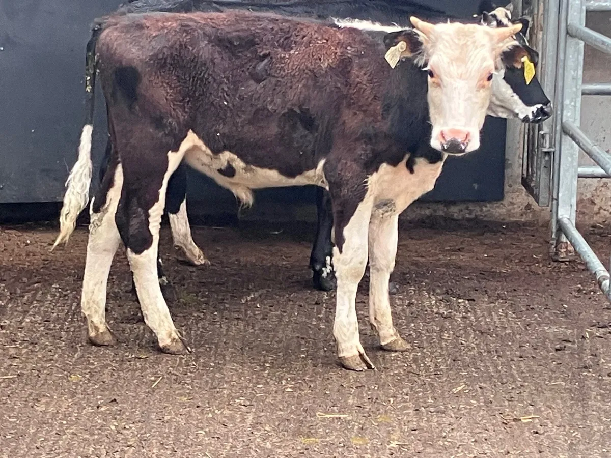 3 hereford bullocks for sale - Image 3