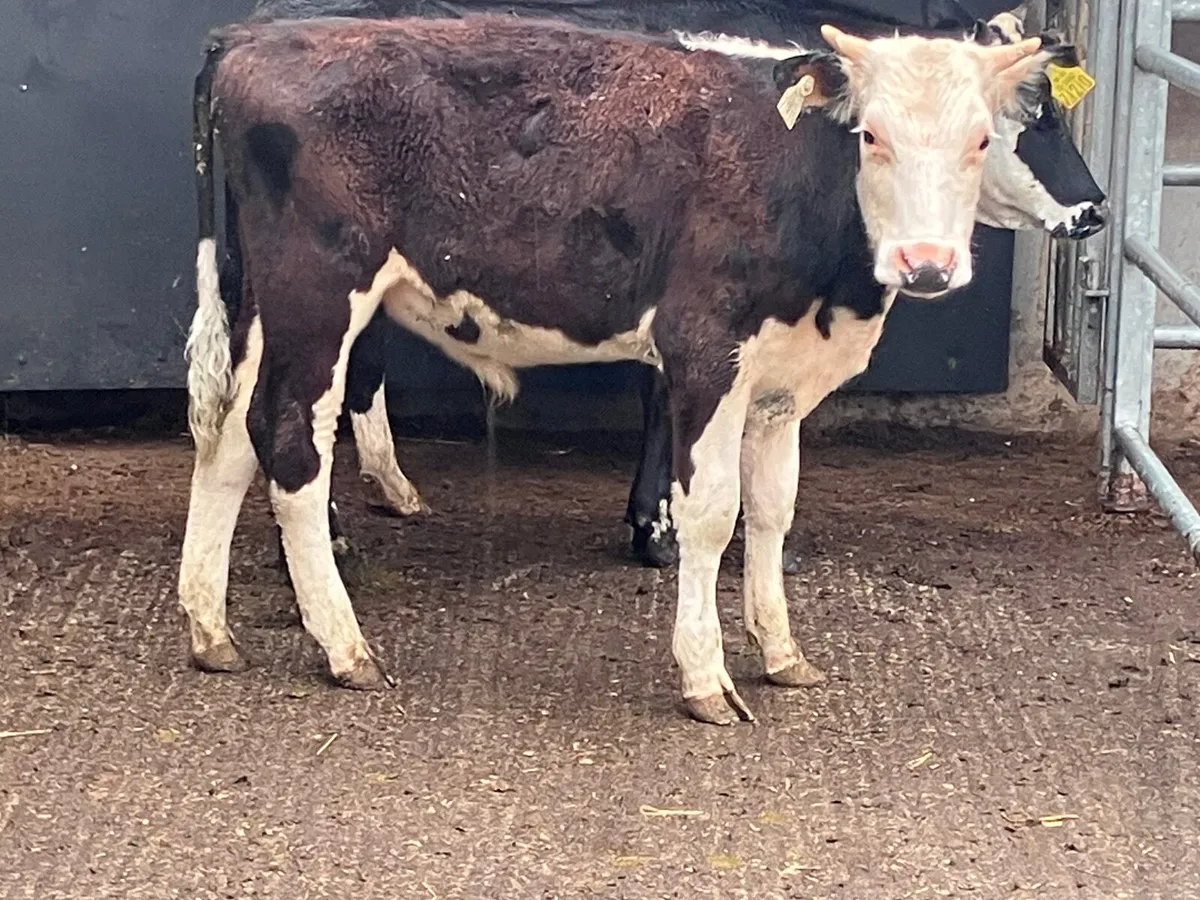 3 hereford bullocks for sale - Image 4