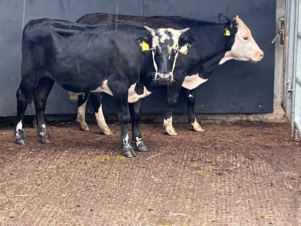 3 hereford bullocks for sale - Image 1