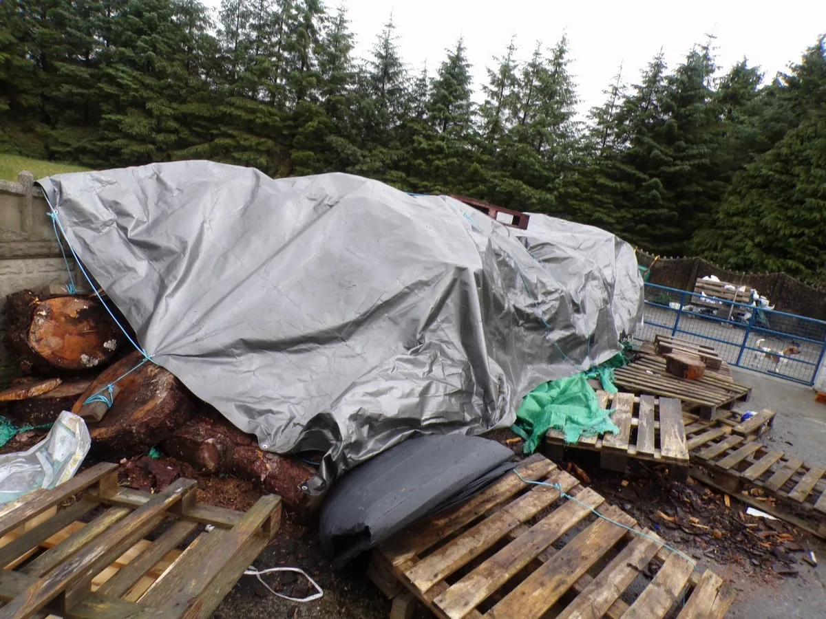 timber - Image 4