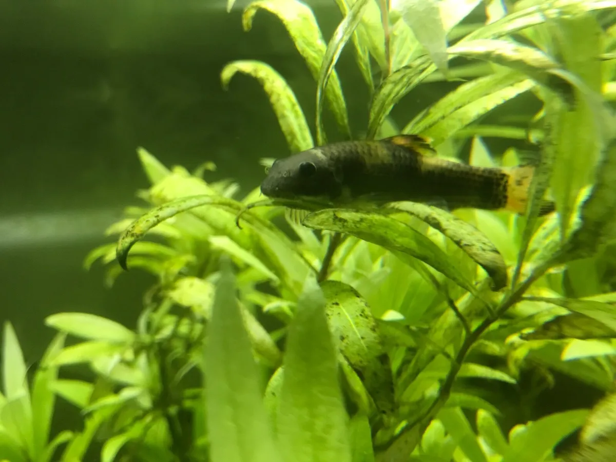 Fish Loach (bottom-dwelling) Free - Image 1