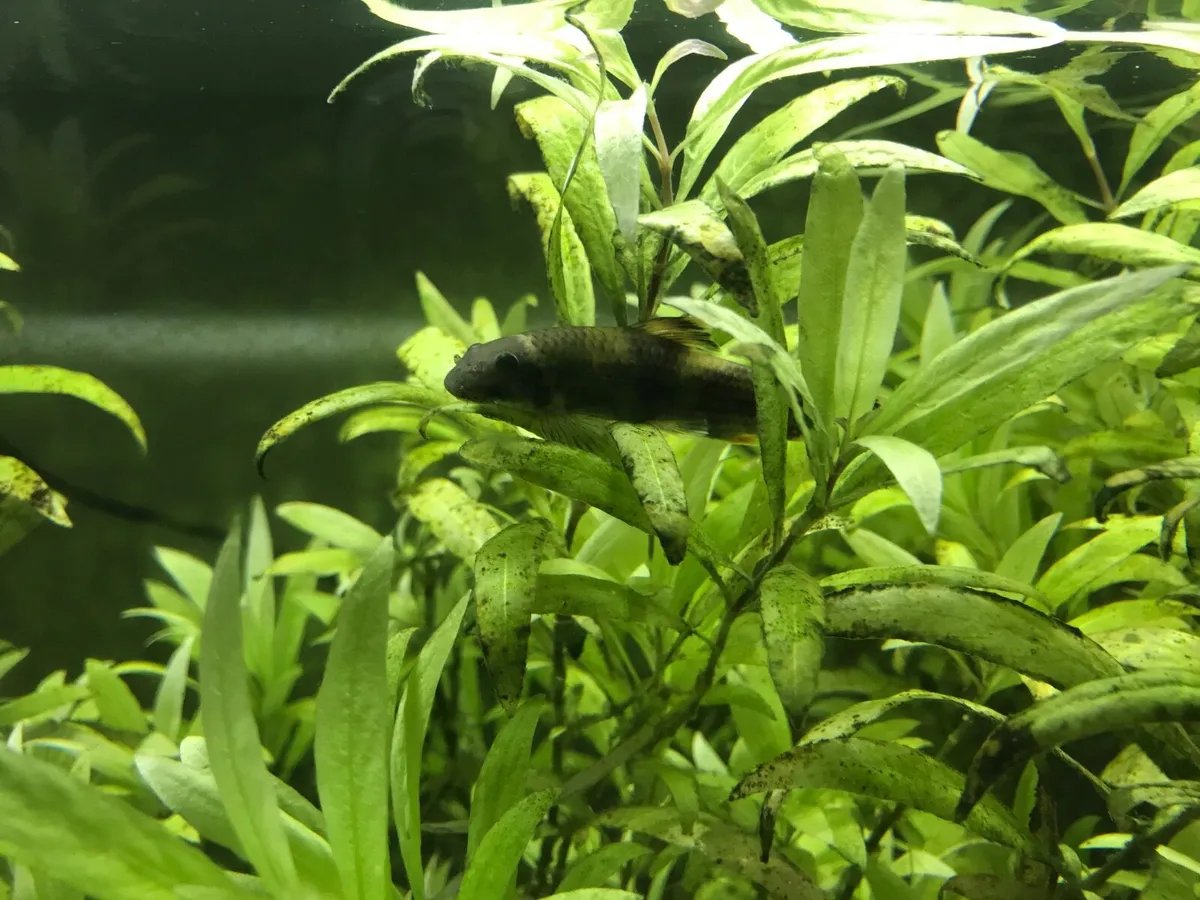 Fish Loach (bottom-dwelling) Free - Image 2