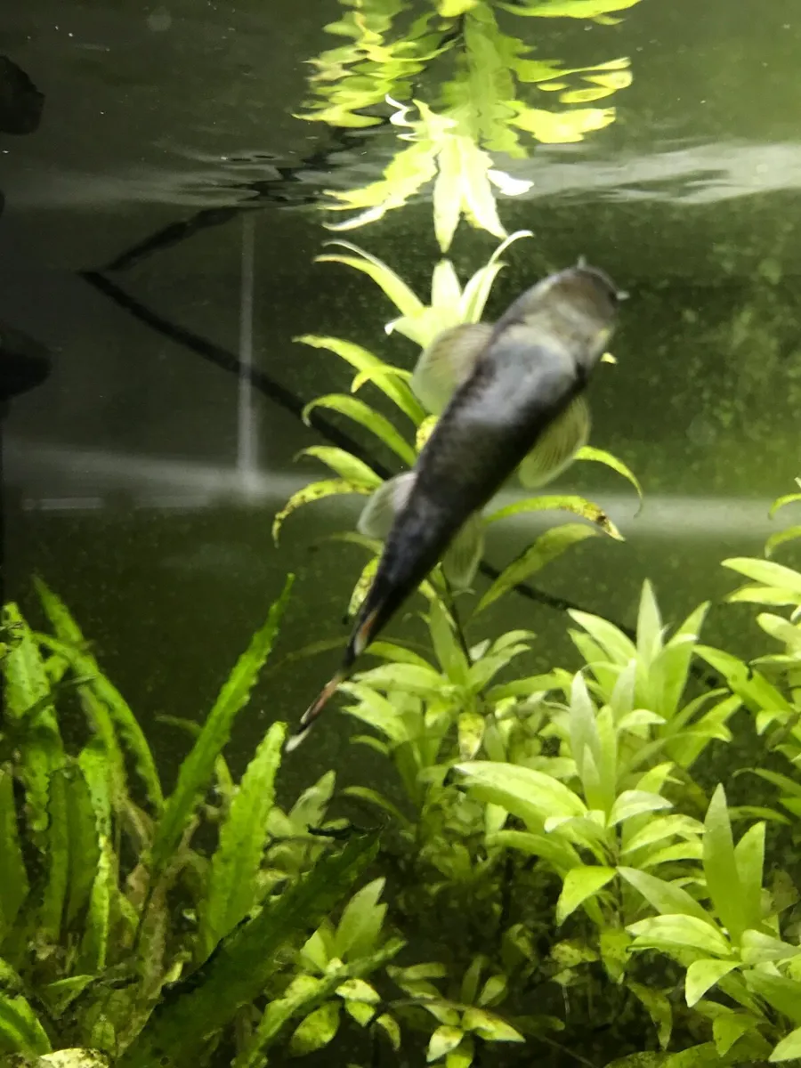 Fish Loach (bottom-dwelling) Free - Image 3