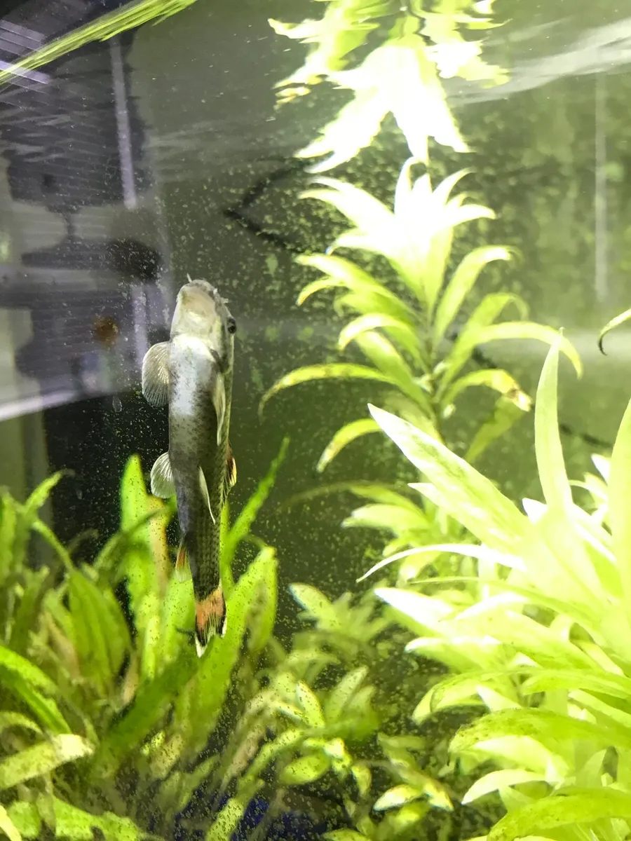 Fish Loach (bottom-dwelling) Free - Image 4