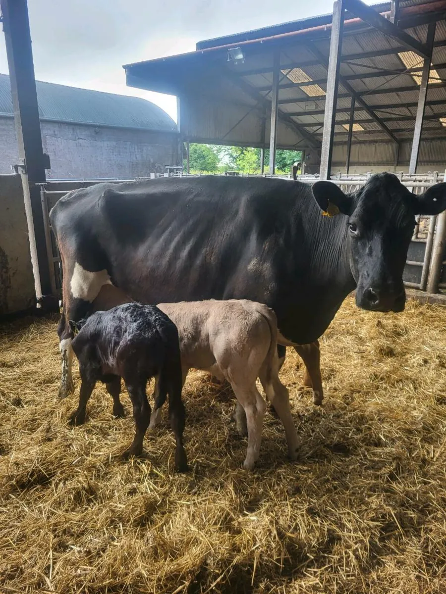 Cow - Image 1