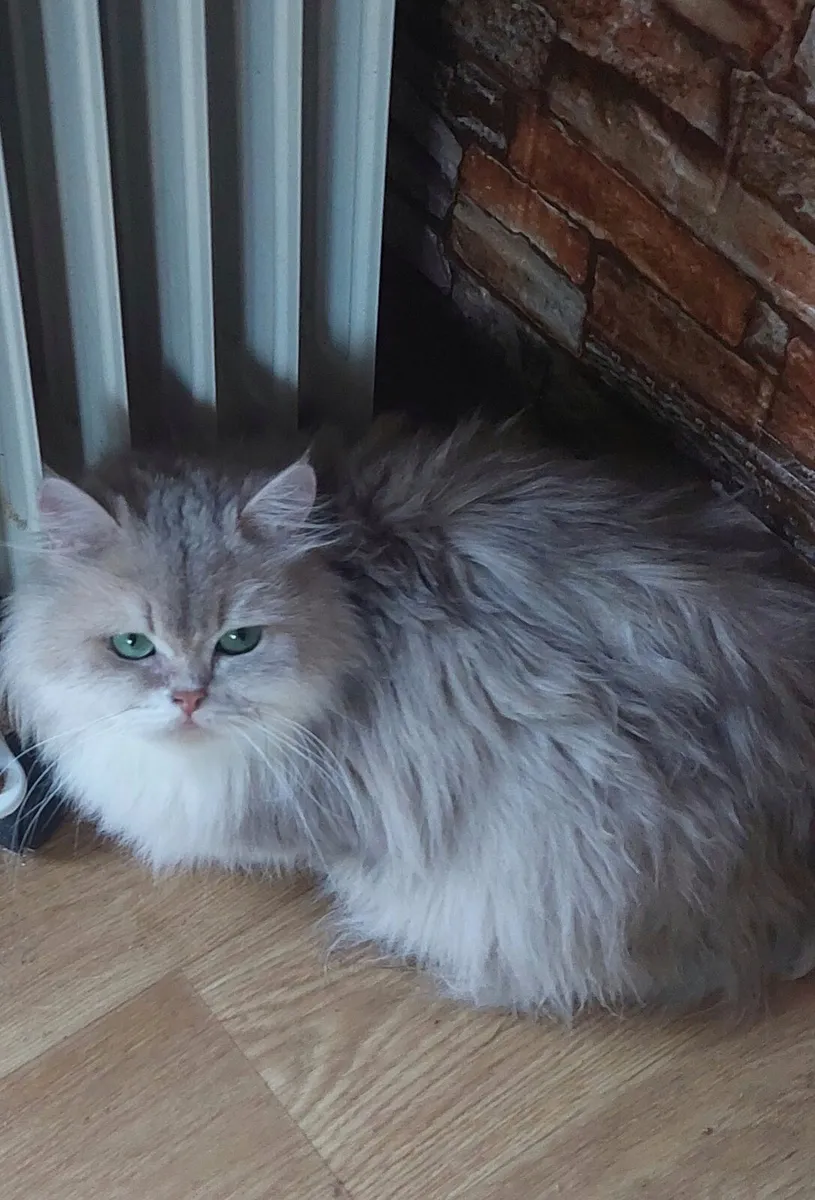 British longhair blue golden female - Image 1