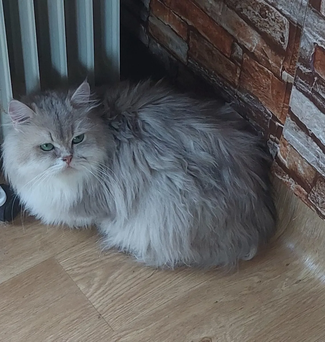 British longhair blue golden female - Image 2