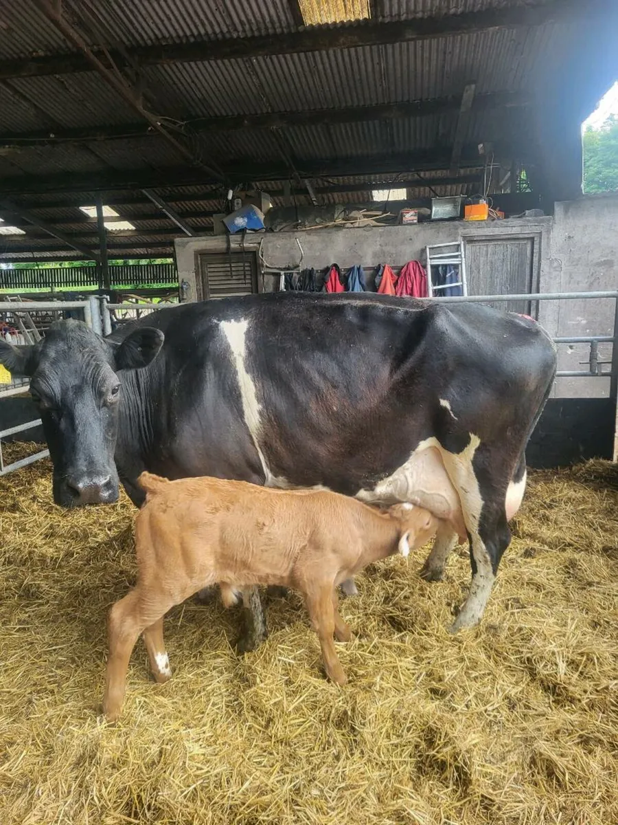 Cow - Image 2