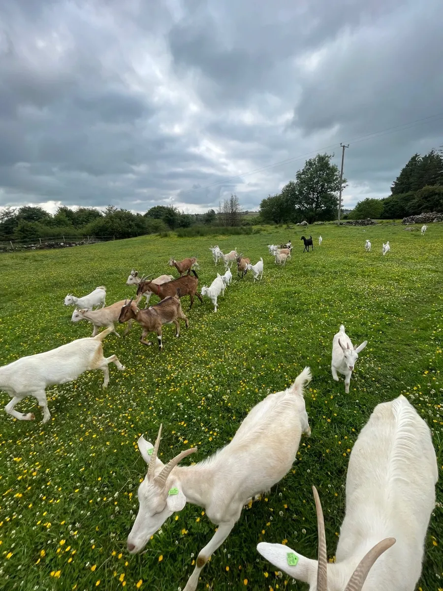 Goats in milk, yearlings and 2025 kids - Image 1