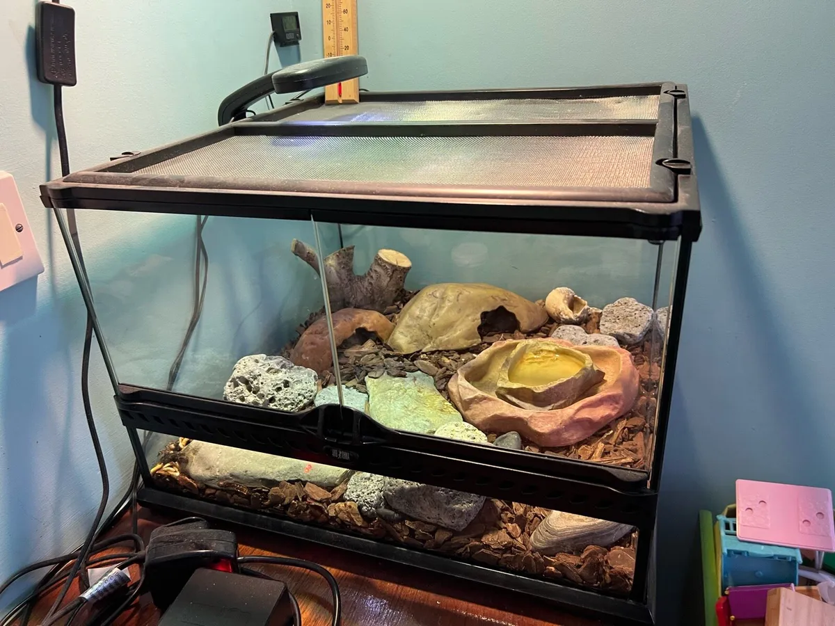 Gecko with terrarium - Image 1
