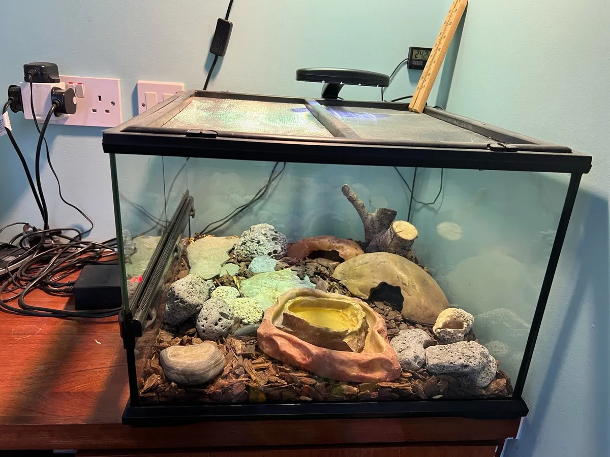 Gecko with terrarium - Image 4