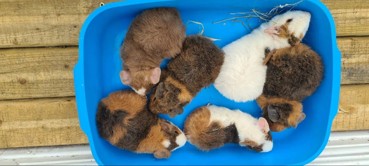 Teddy Guinea Pigs - Image 1