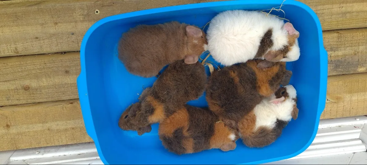 Teddy Guinea Pigs - Image 2