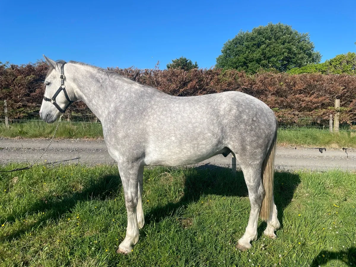 ☘️ Stan ☘️ 3 year old full RID Gelding. - Image 1