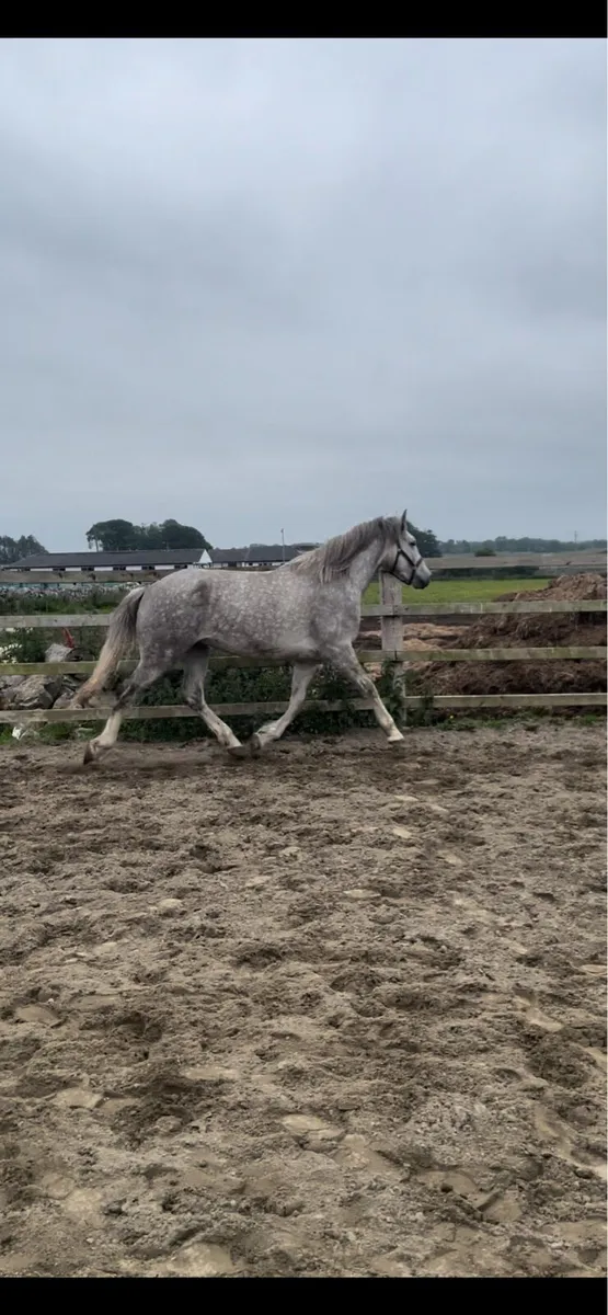 ☘️ Stan ☘️ 3 year old full RID Gelding. - Image 3