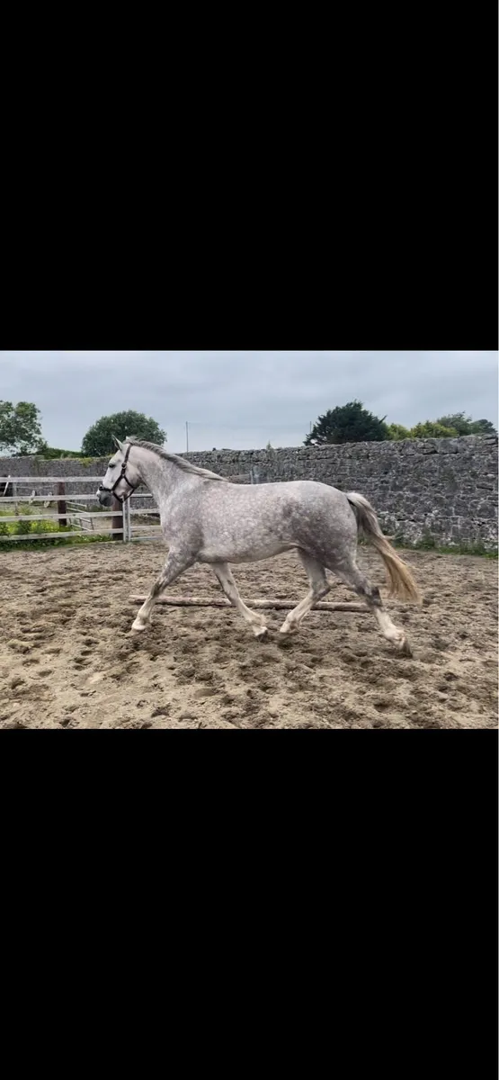 ☘️ Stan ☘️ 3 year old full RID Gelding. - Image 4