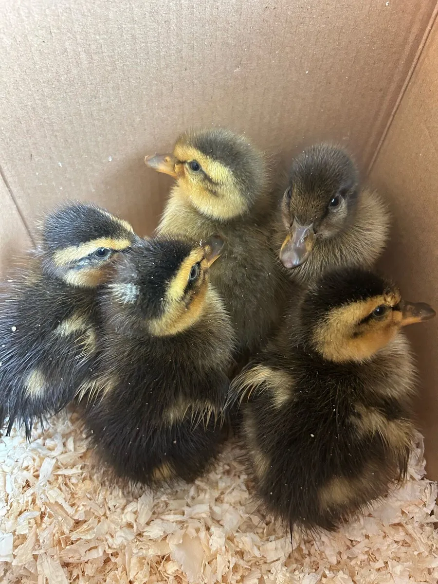Ducklings - Image 1