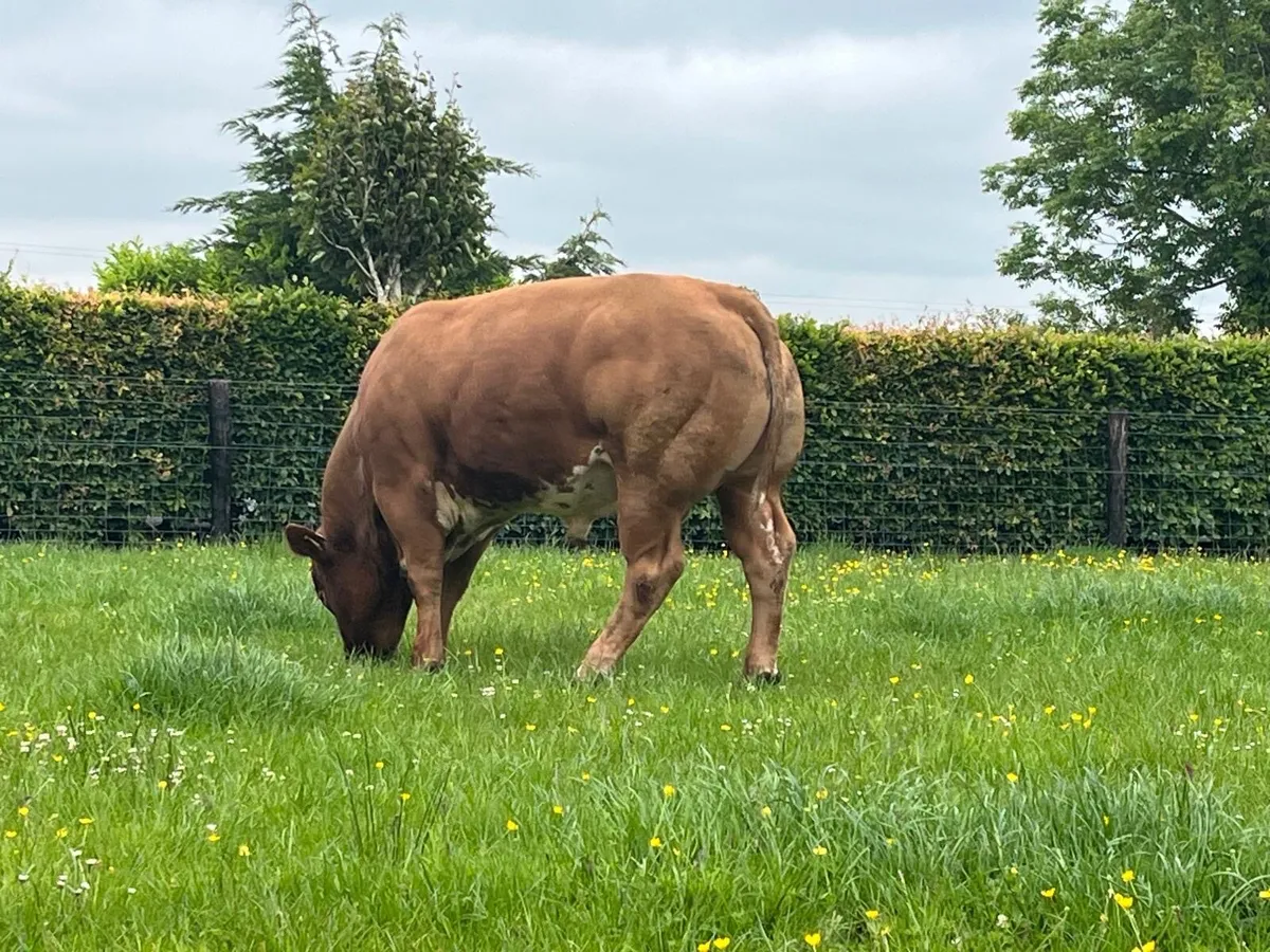 Hybrid bull for sale castlerea  mart 12 June - Image 2