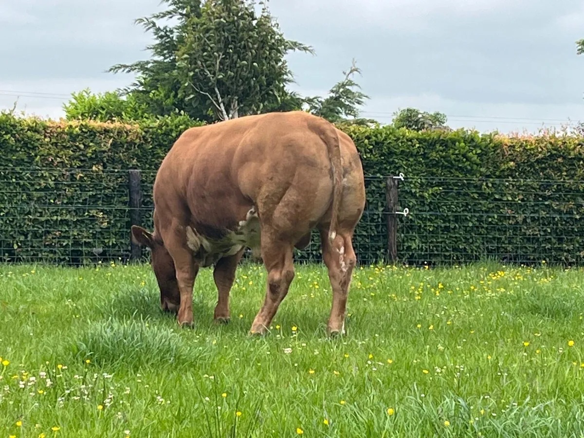 Hybrid bull for sale castlerea  mart 12 June - Image 3