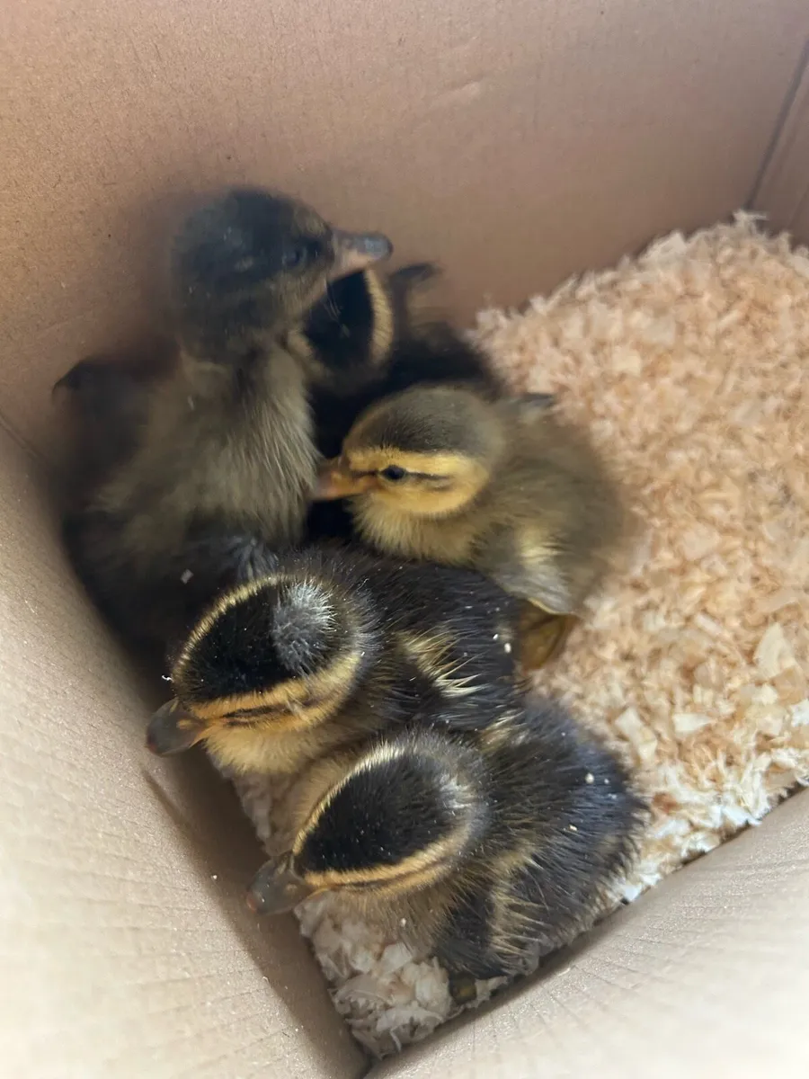 Ducklings - Image 2