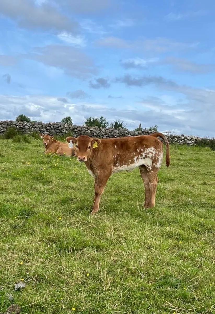 Hybrid bull for sale castlerea  mart 12 June - Image 4