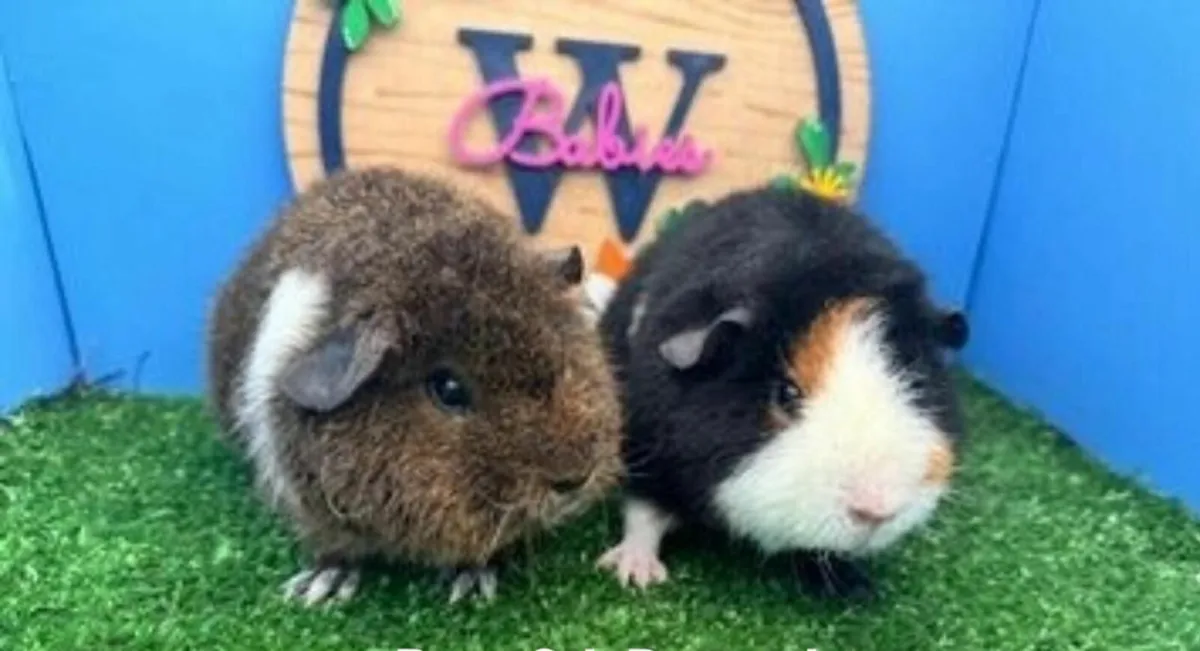 Teddy Guinea Pigs - Image 3