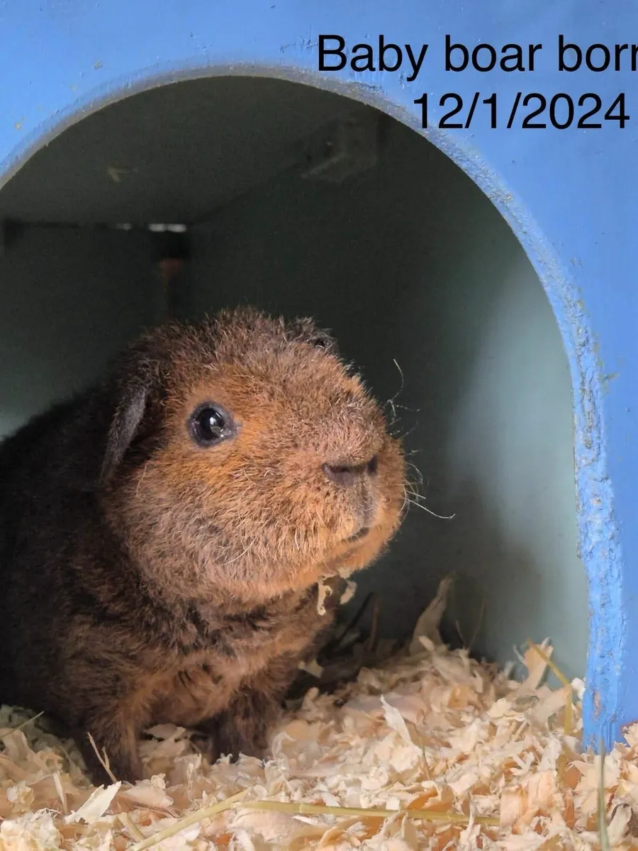 Teddy Guinea Pigs - Image 4