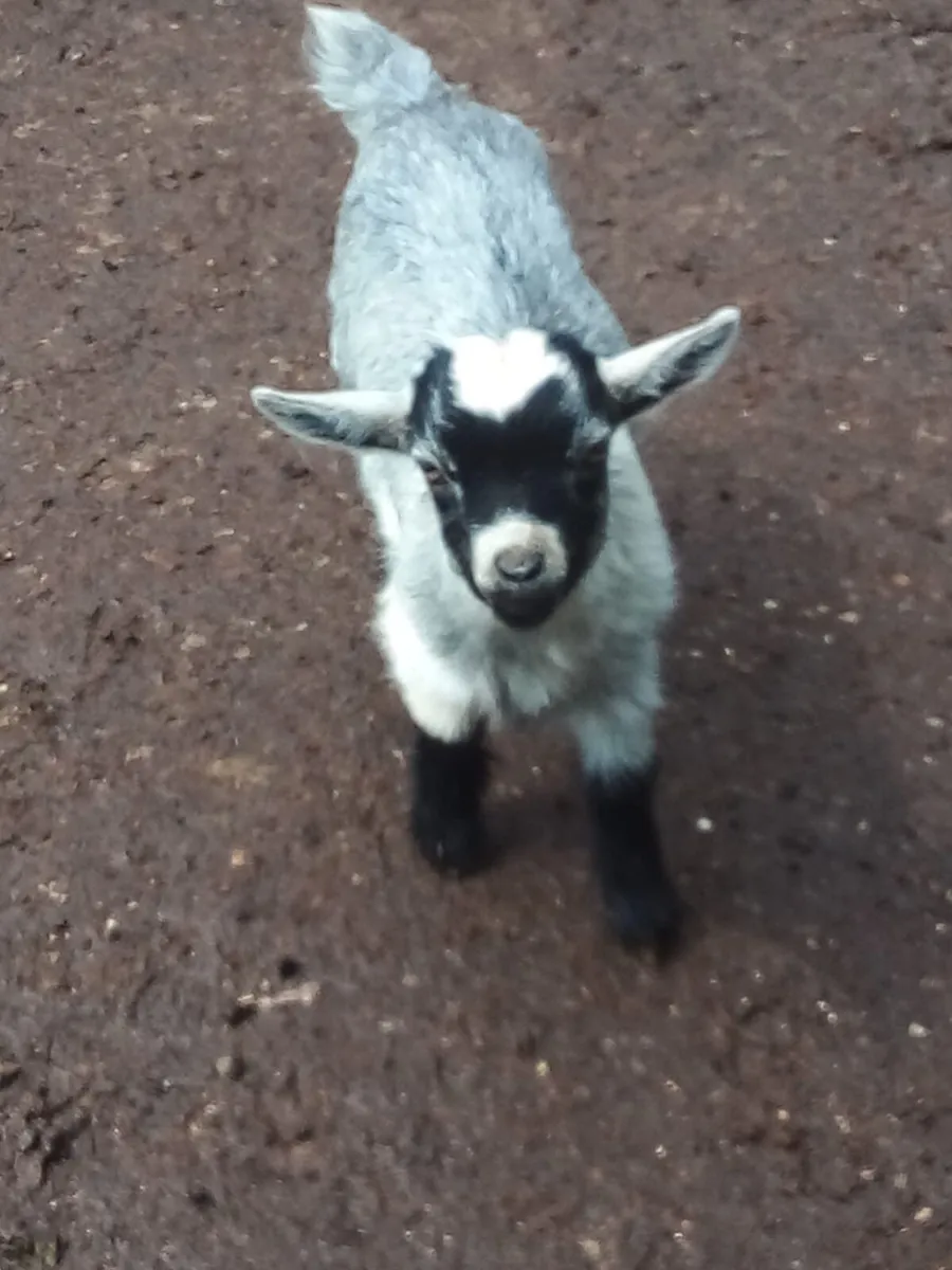Male kidd Pygmy goats for sale - Image 1