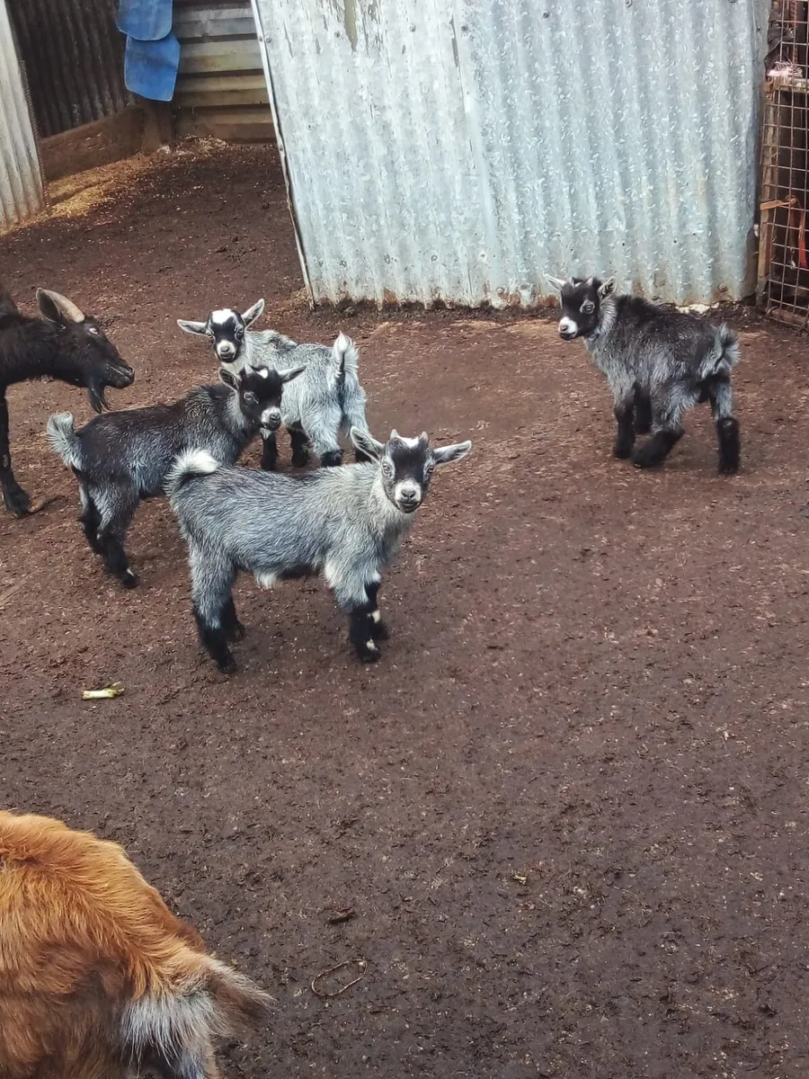 Male kidd Pygmy goats for sale - Image 3