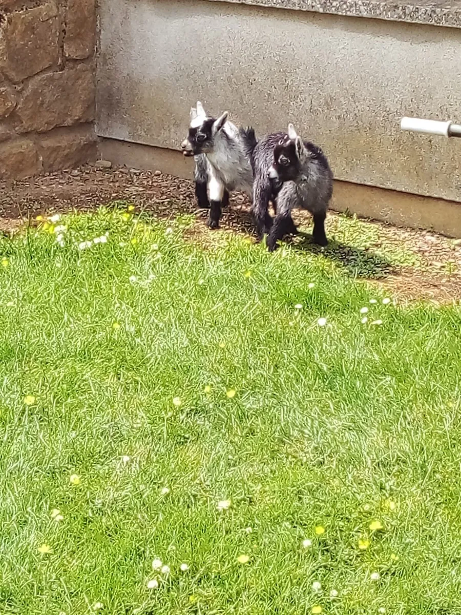 Male kidd Pygmy goats for sale - Image 4