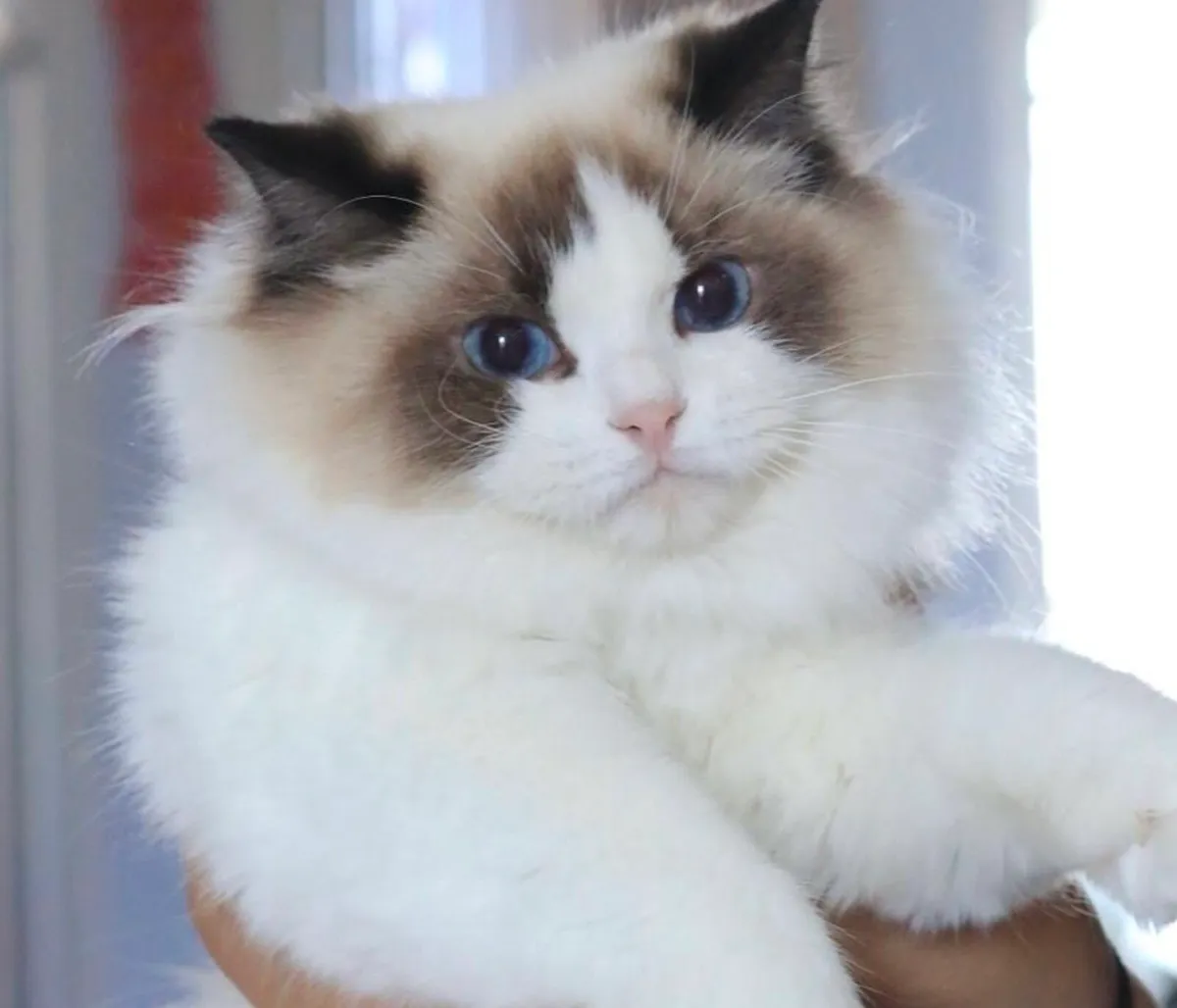 Ragdoll - Image 1