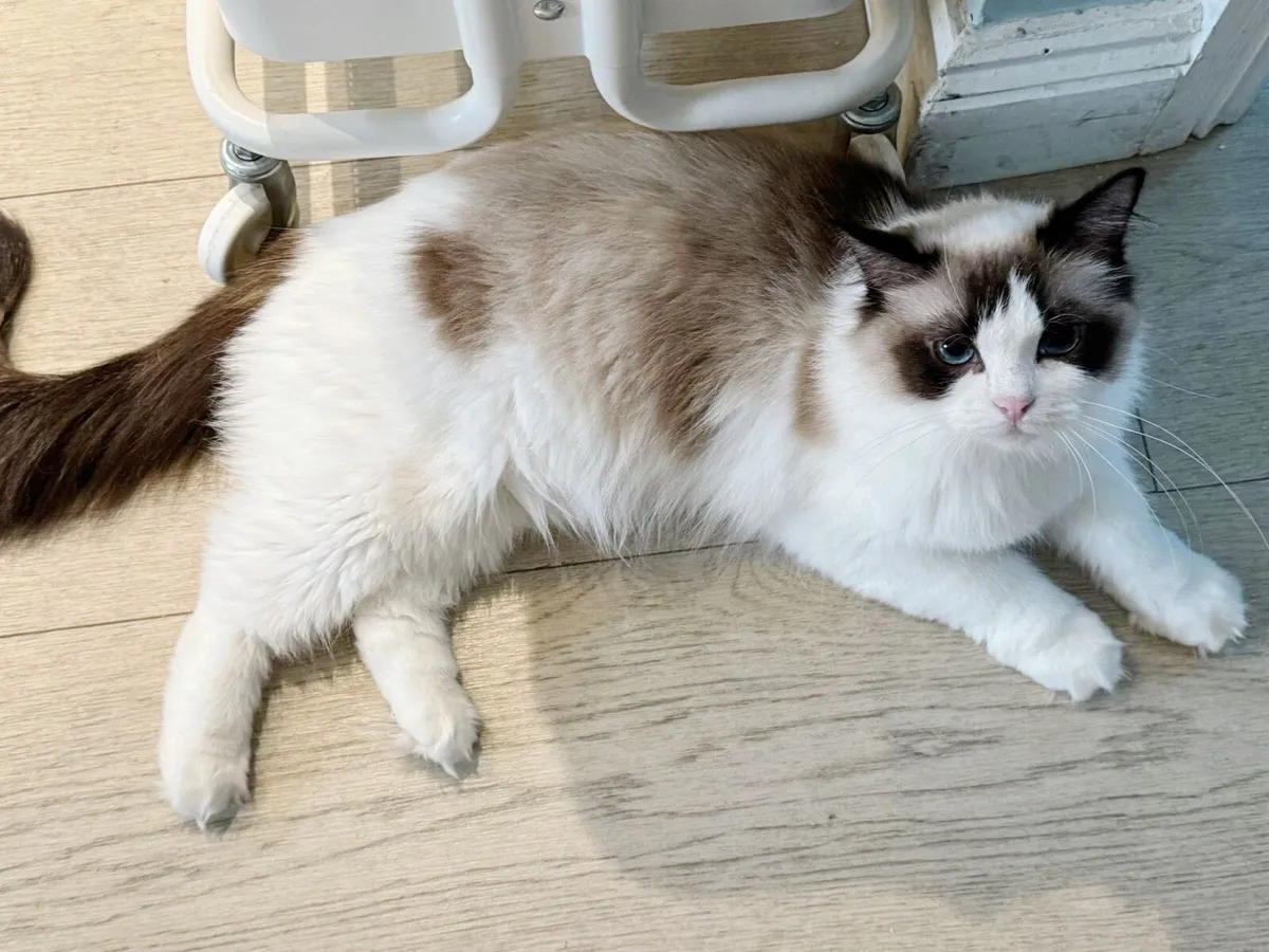 Ragdoll - Image 2