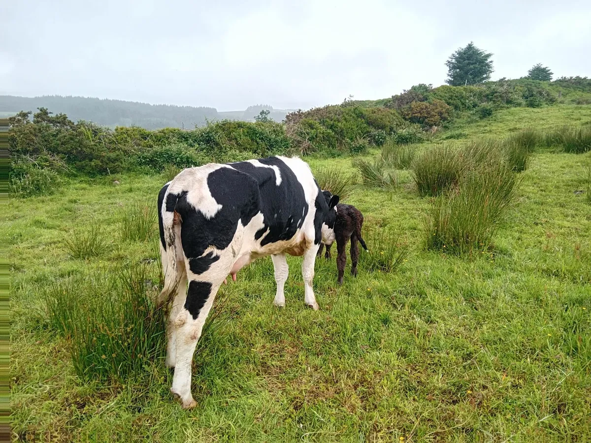 Cattle - Image 3