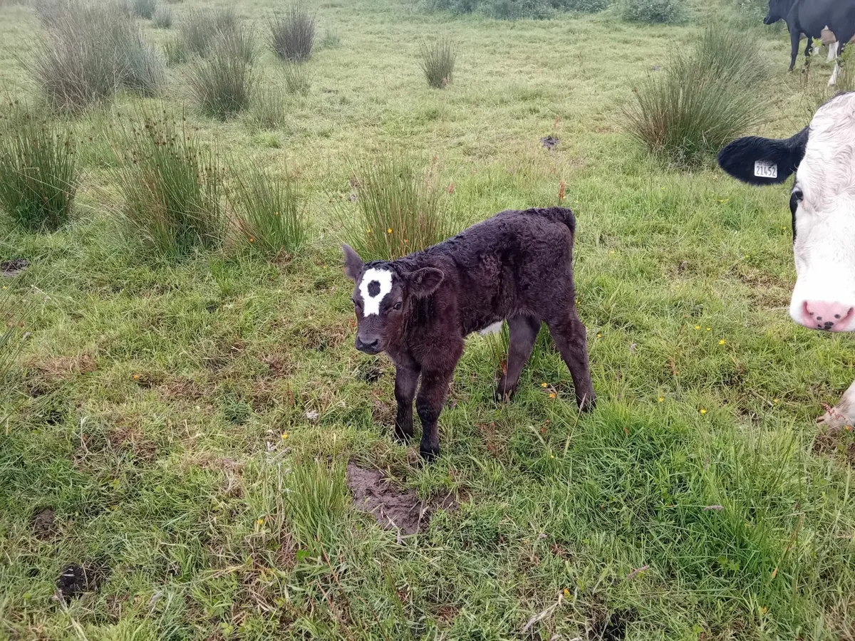 Cattle - Image 4