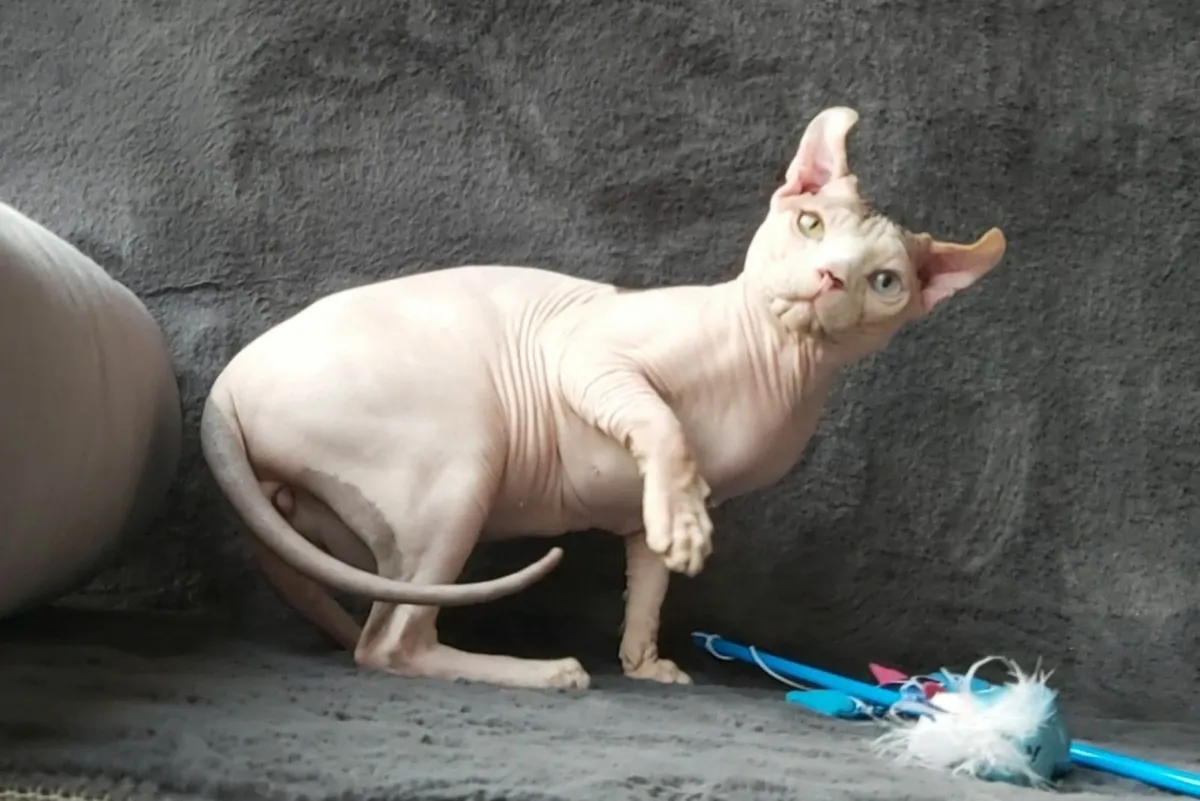 Sphynx  Elf cat kitten (can deliver) - Image 1