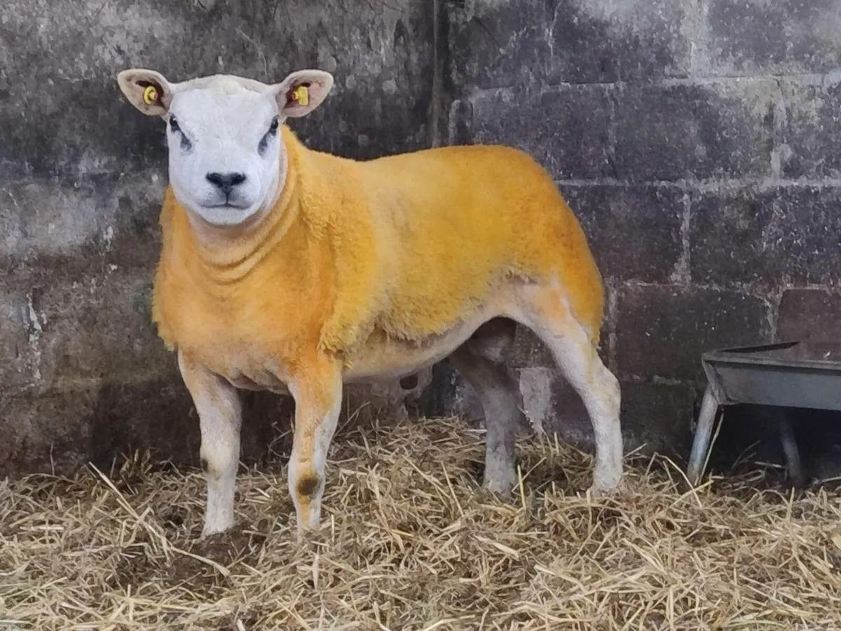 Pedigree Texel Hogget Rams - Image 1