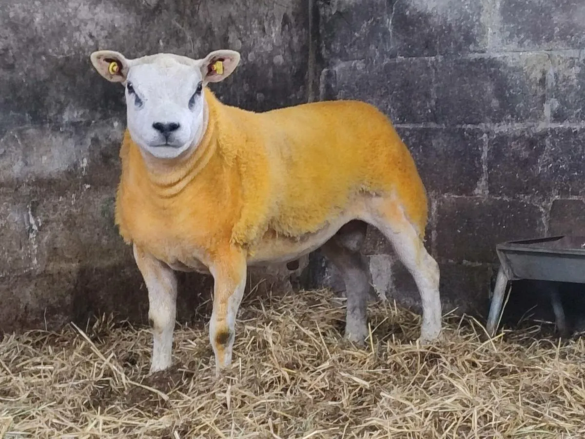 Pedigree Texel Hogget Rams - Image 2