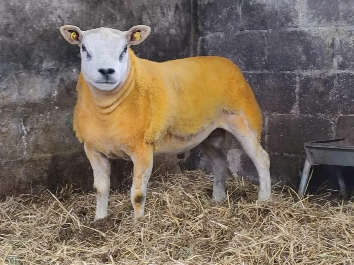 Pedigree Texel Hogget Rams - Image 3