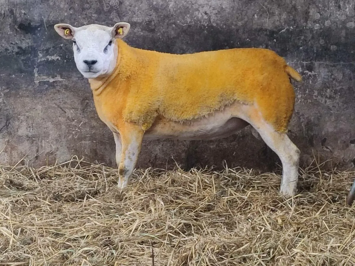 Pedigree Texel Hogget Rams - Image 4